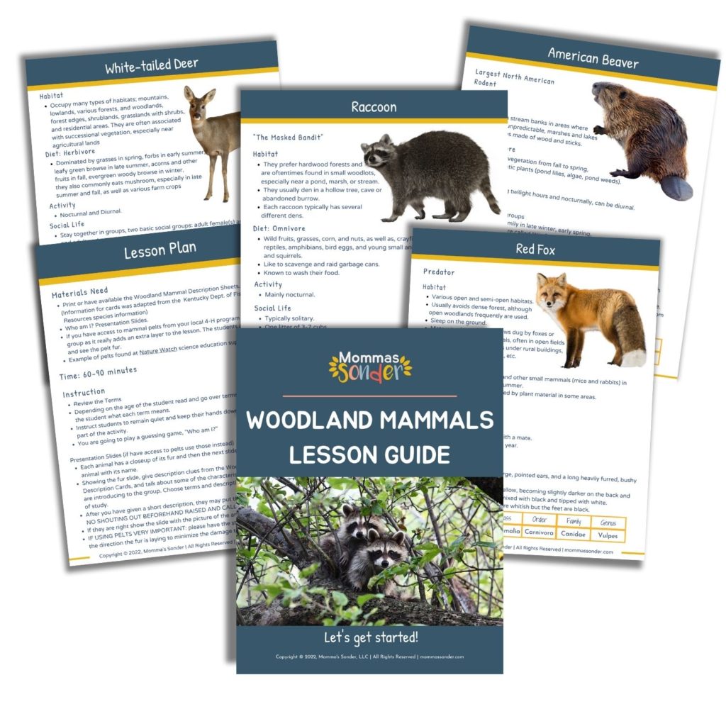 Woodland Mammals lesson Guide for kids