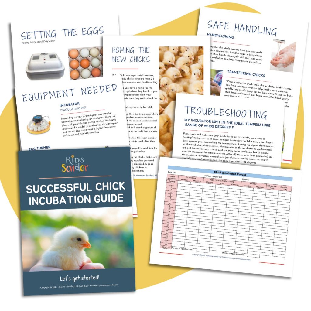 Successful Chick Incubation Guide