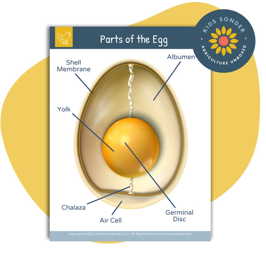 Egg Part Diagram