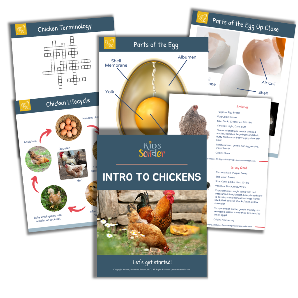 printable introduction to chickens lesson guide for kids