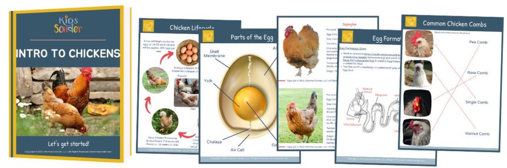 Introduction to Chickens Kids Guide