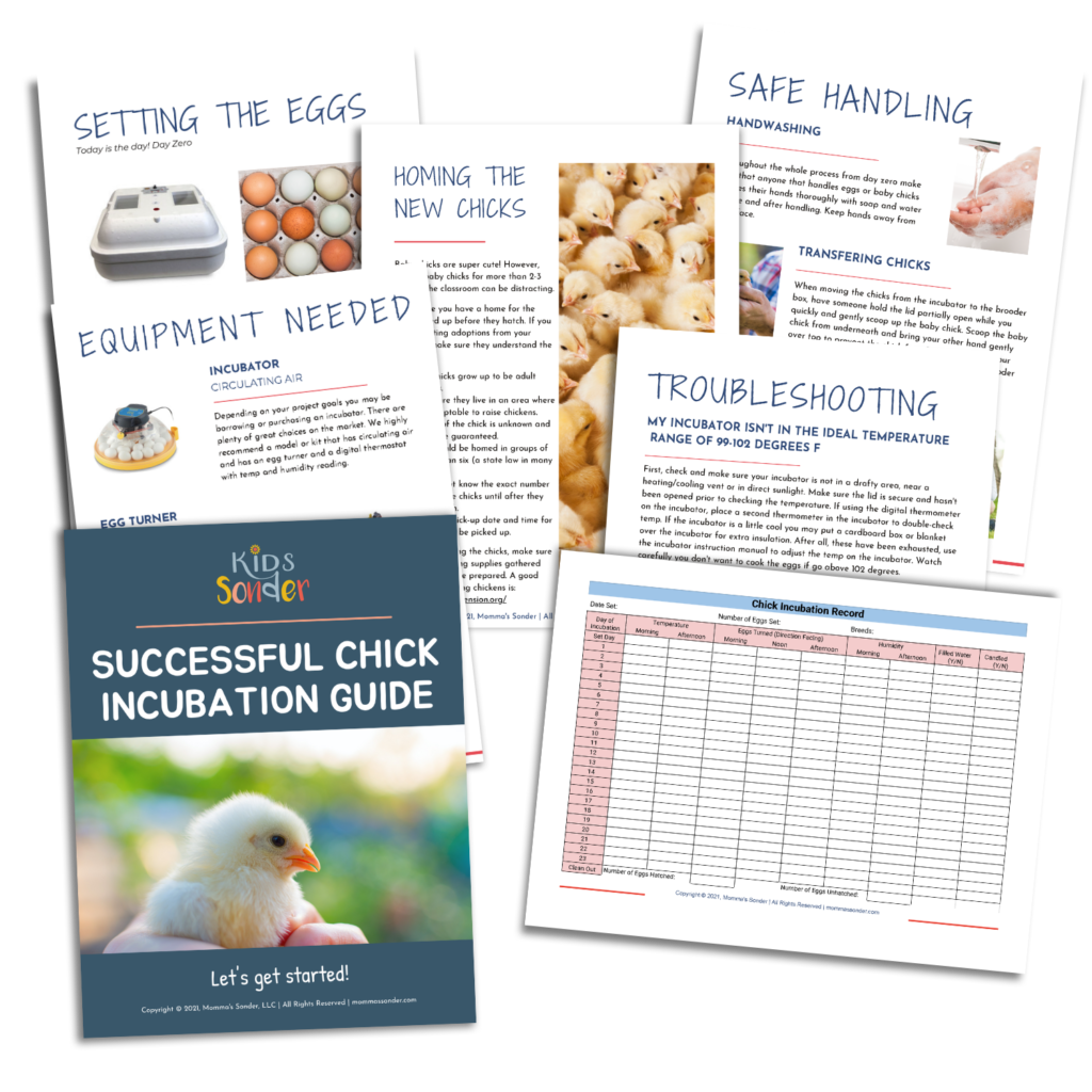 successful chick incubation guide