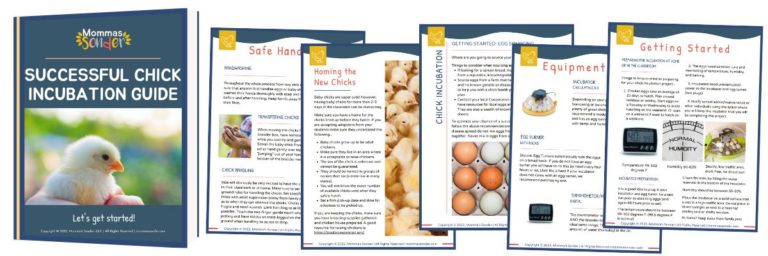 Chick Incubation Guide