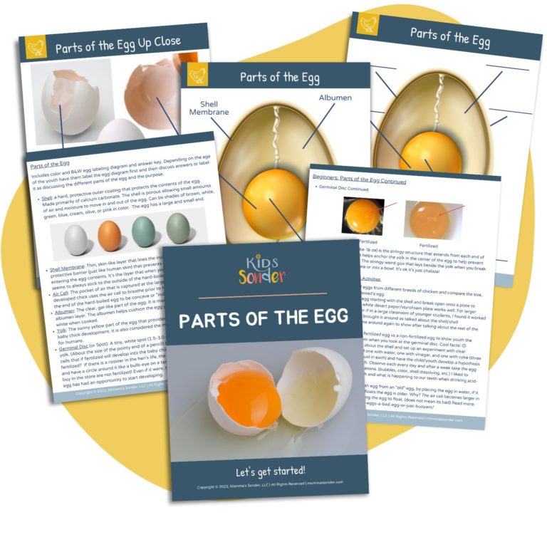 parts of chicken egg lesson