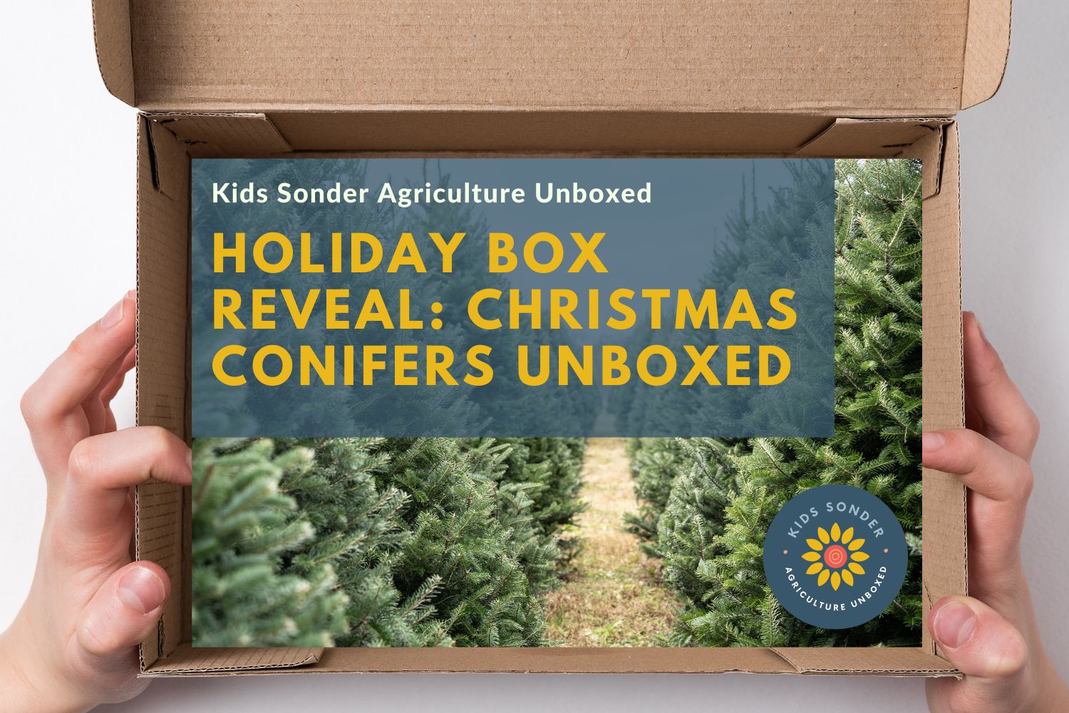 Christmas Conifers Unboxed