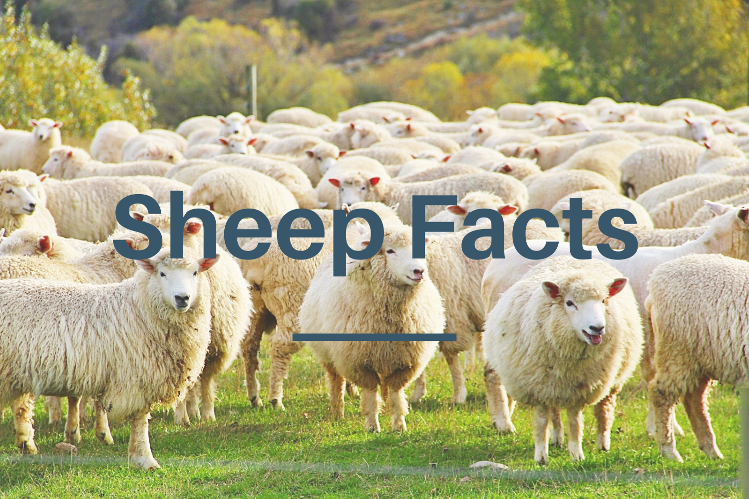 Sheep Facts