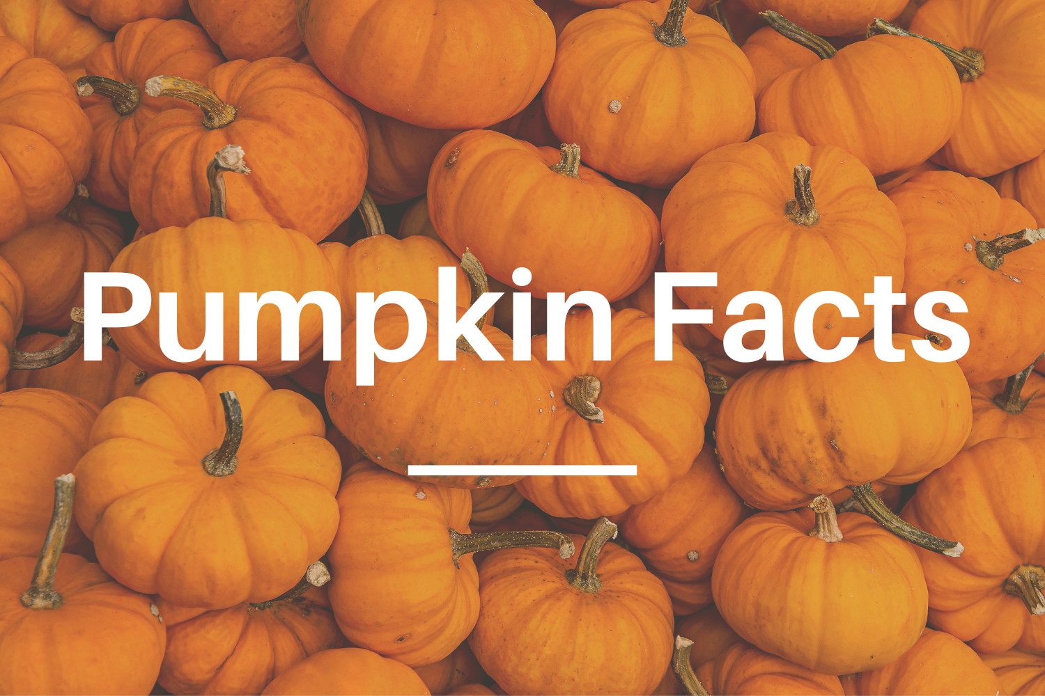 Pumpkin Facts