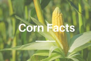 corn facts