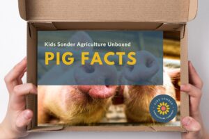 pig facts