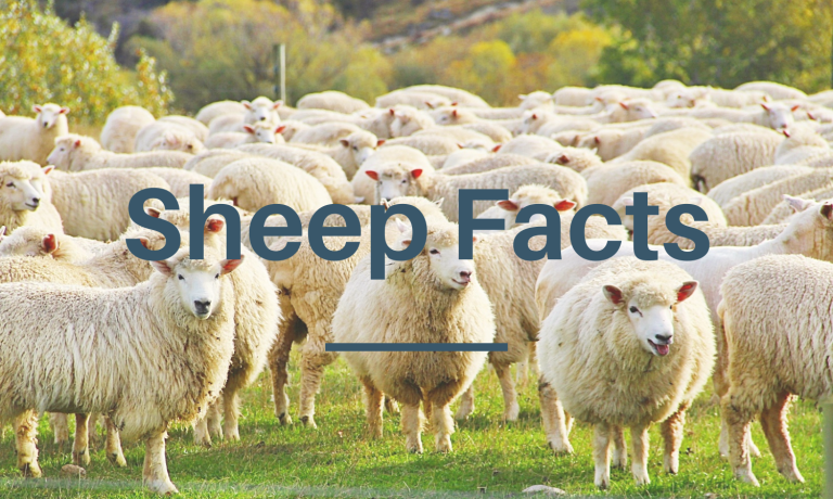 Sheep Facts