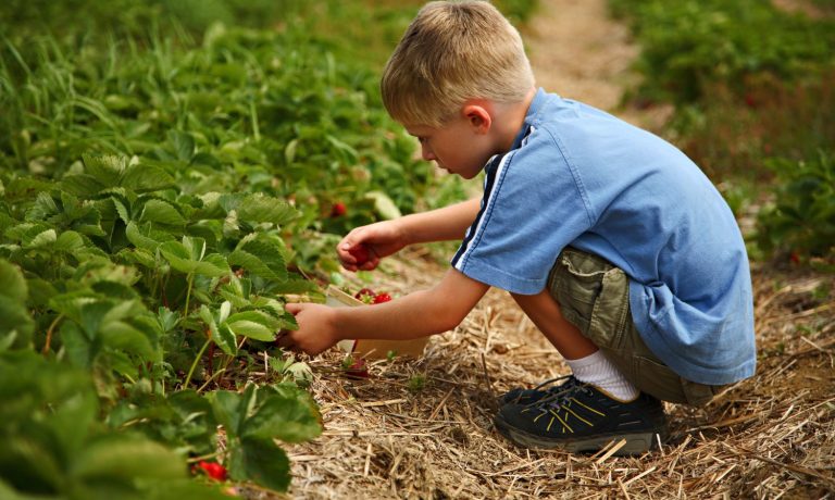 strawberry picking with kids