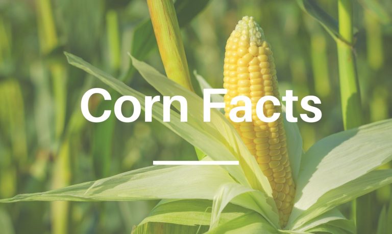 corn facts