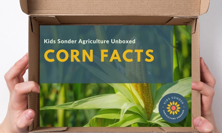 U.S. corn facts