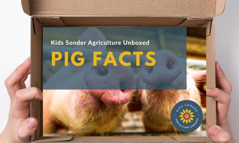 pig facts