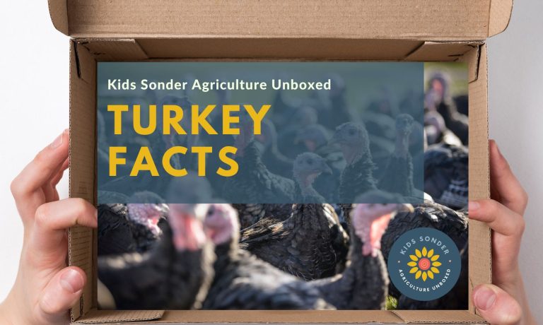 turkey facts